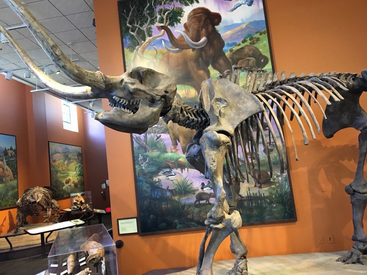 San Diego Natural History Museum Review (The Nat)